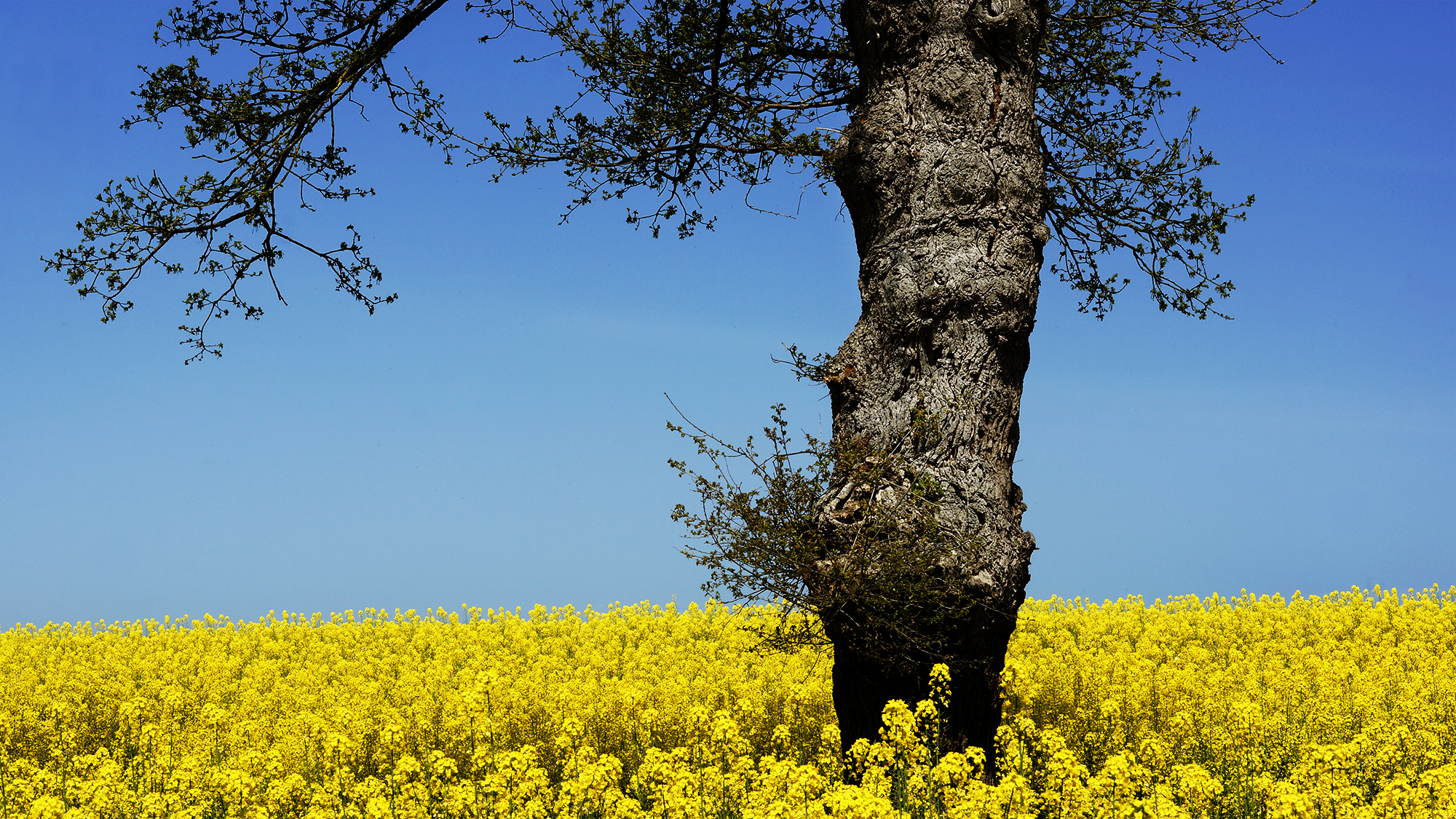Vieux chêne dans un champ de colza