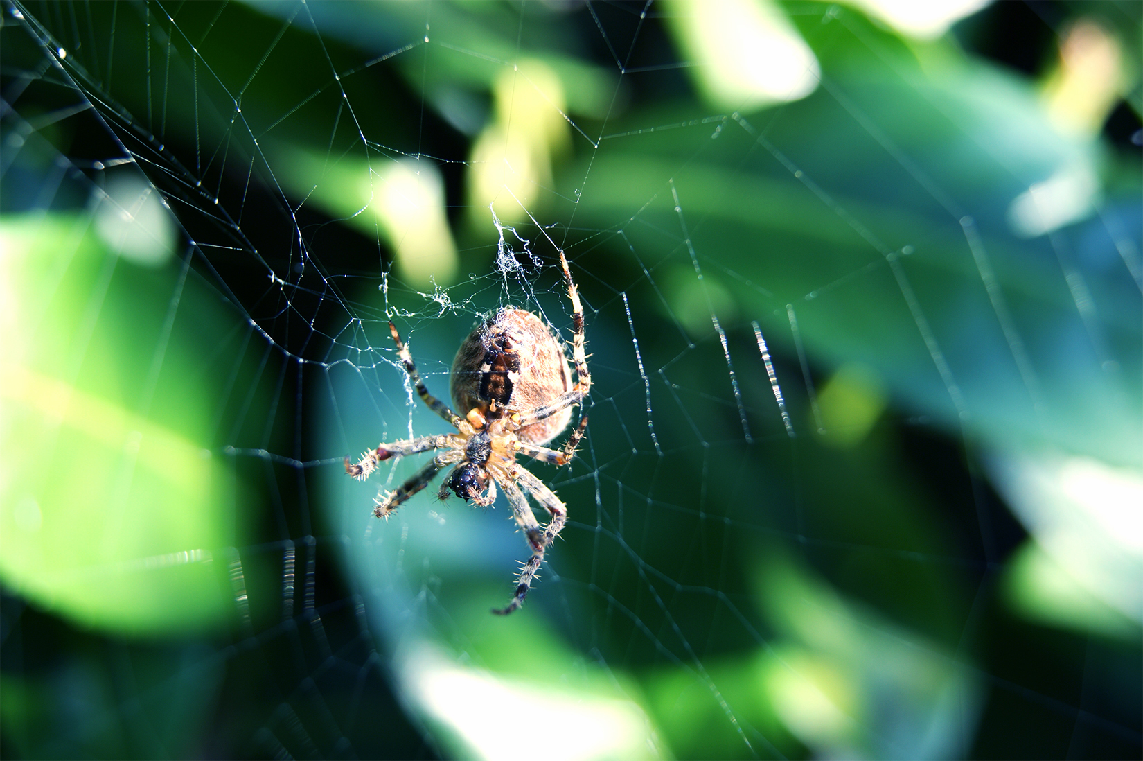 Araignée sur toile