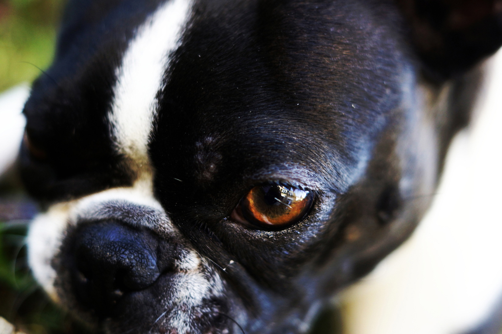 Beauté cachée du Boston Terrier