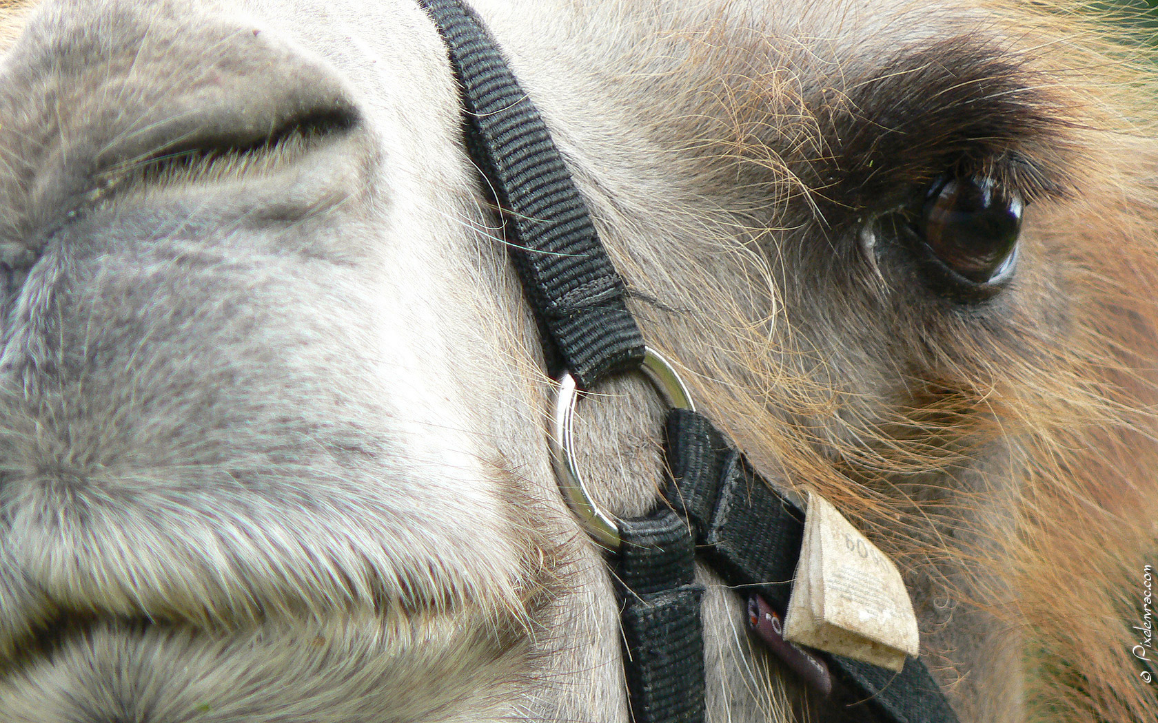 Regard en coin du chameau