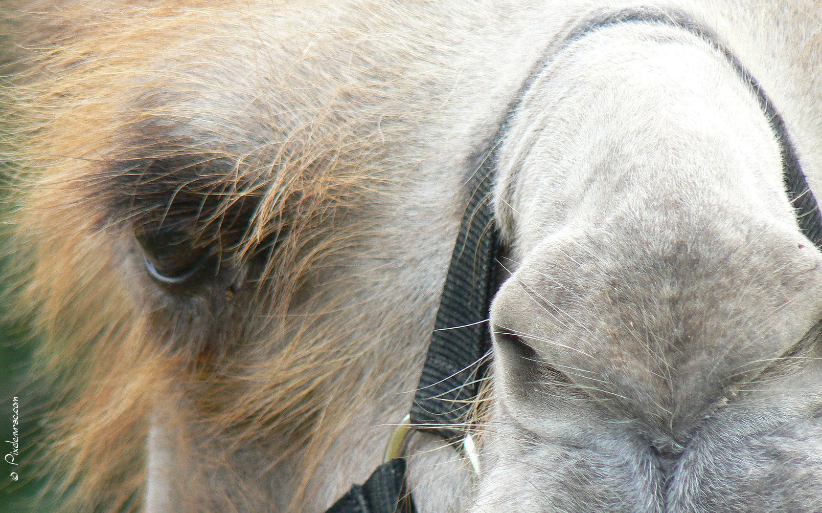 Regard frontal du chameau