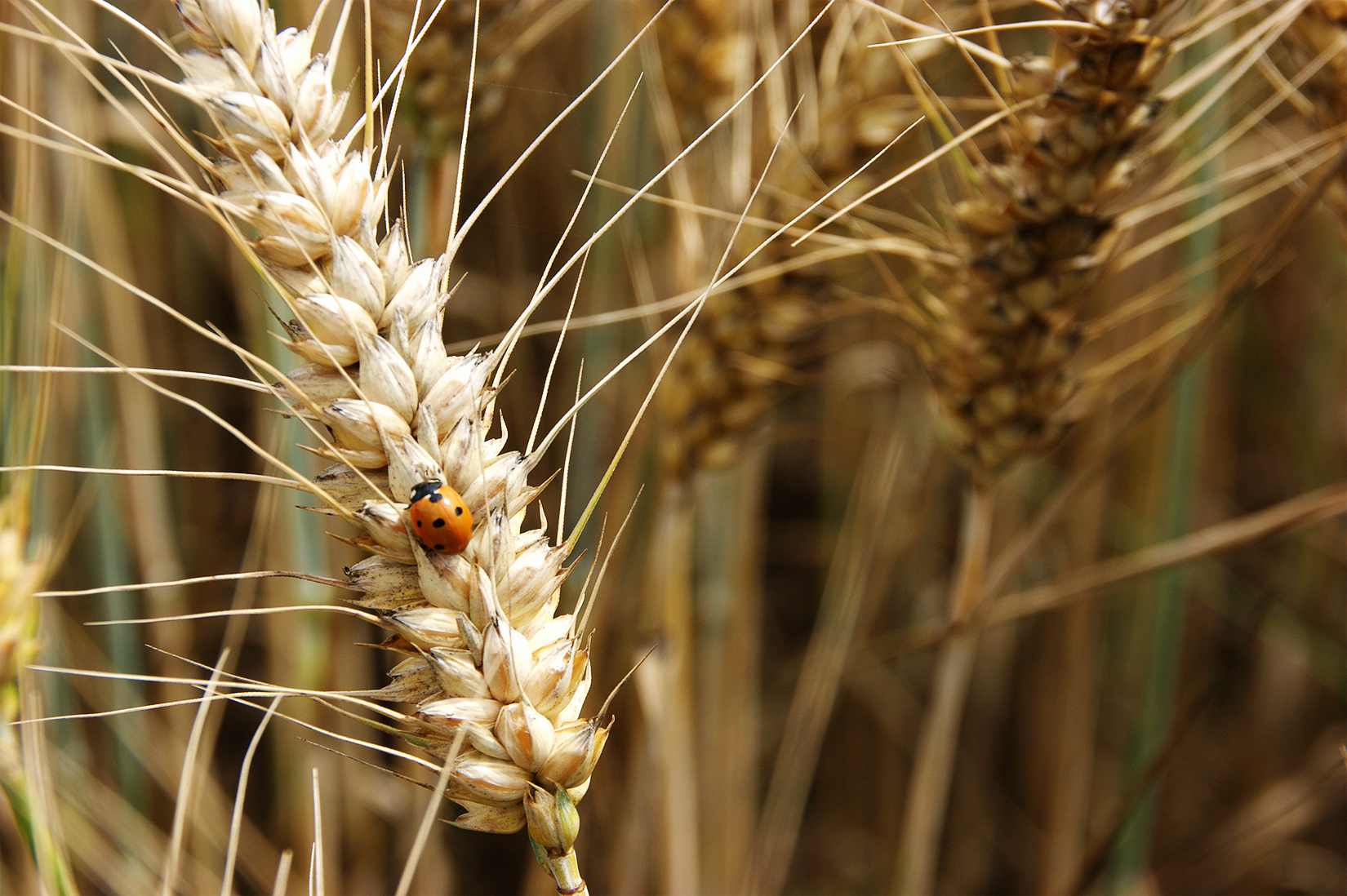 Coccinelle sur céréale