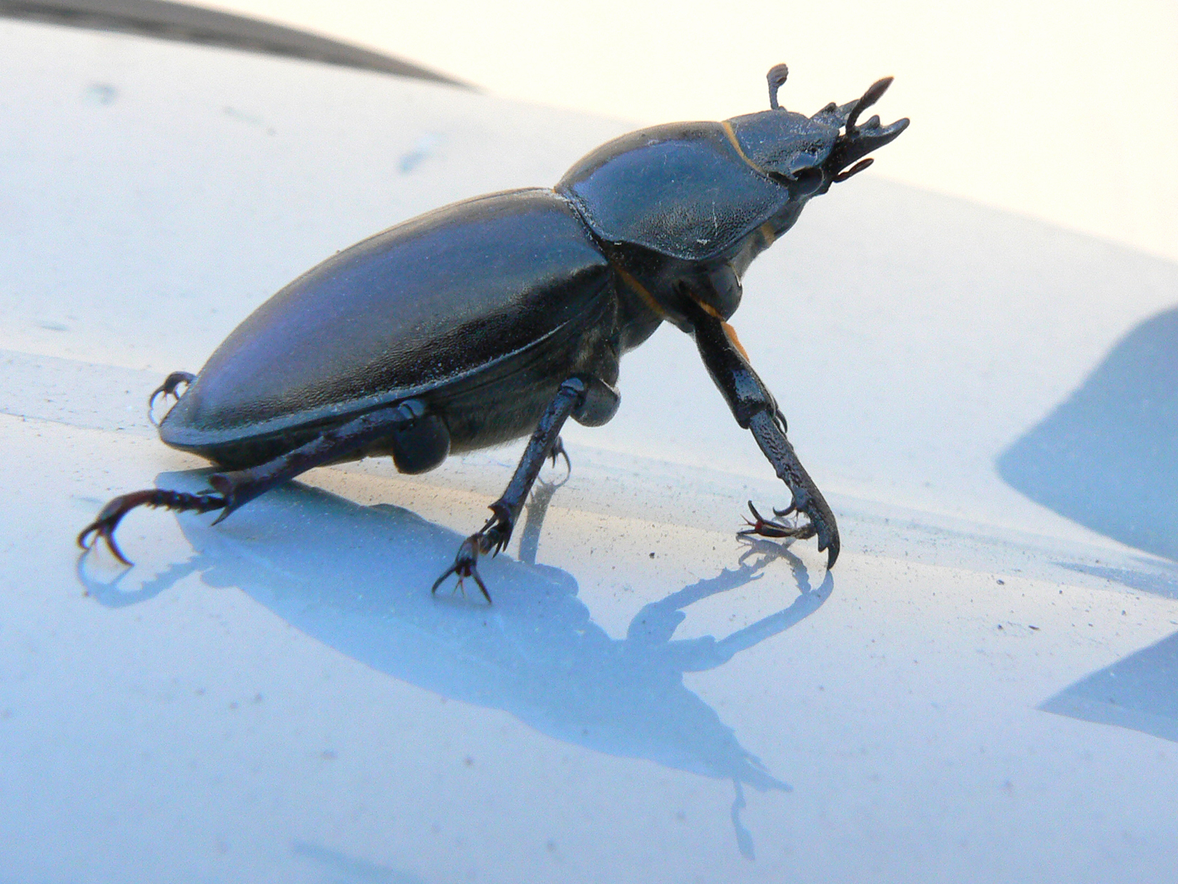 Narcisse le coléoptère