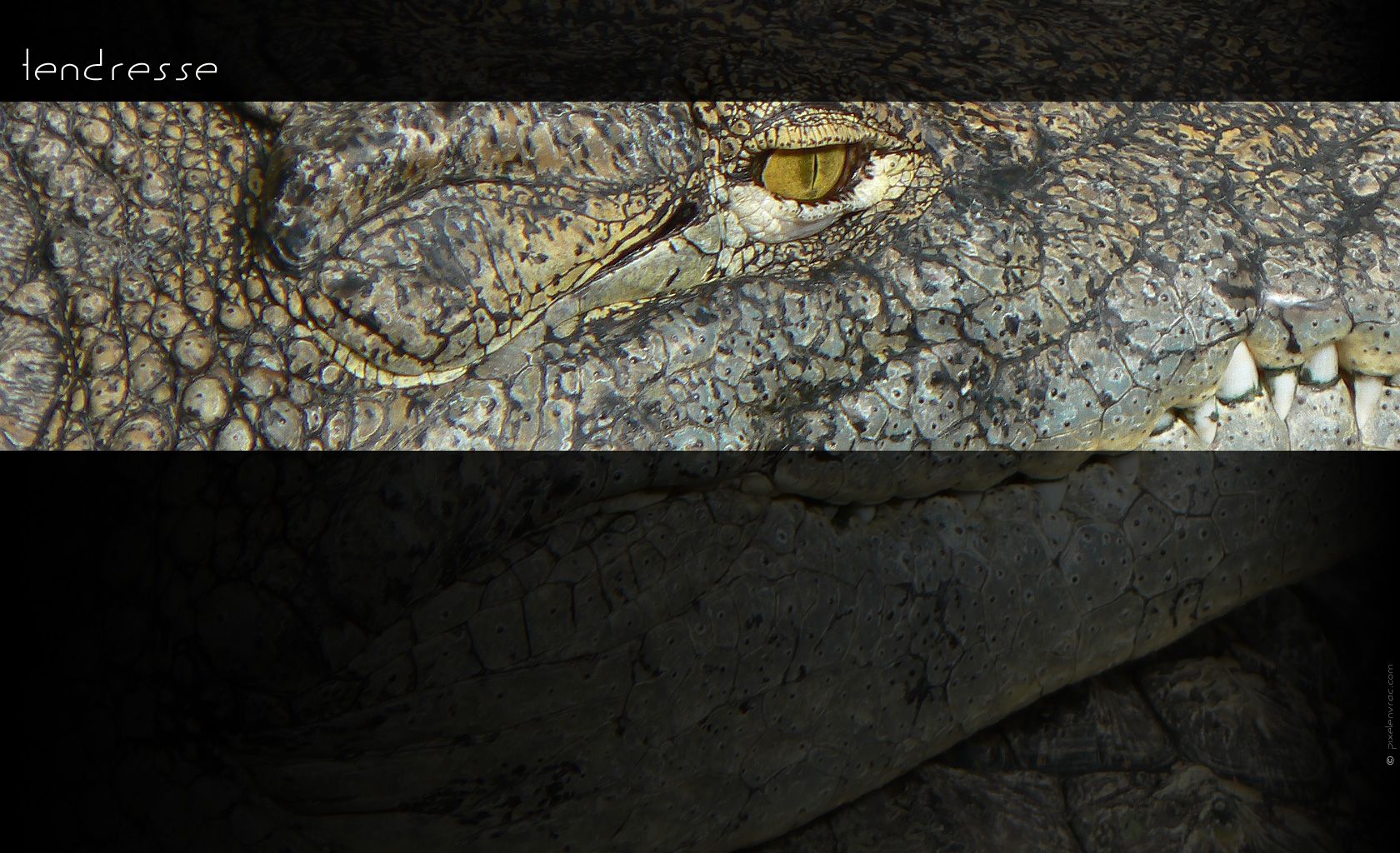 La tendresse du crocodile