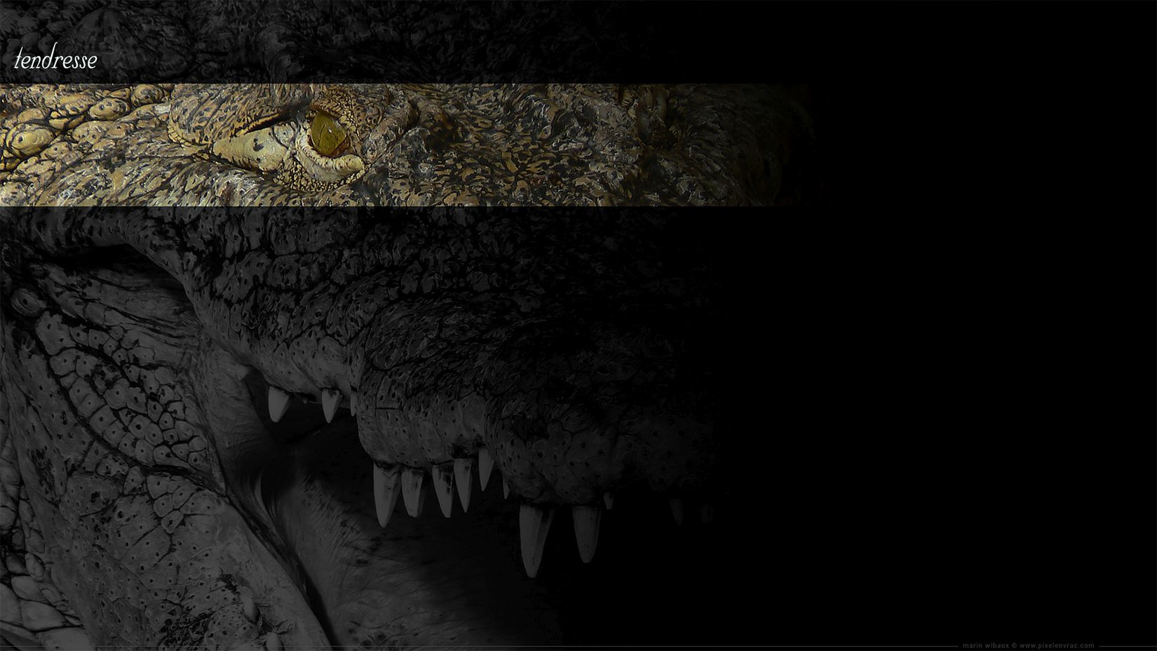 La bienveillance du reptile