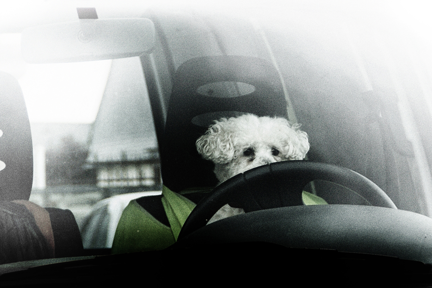 Doggy Drive, le chien pilote