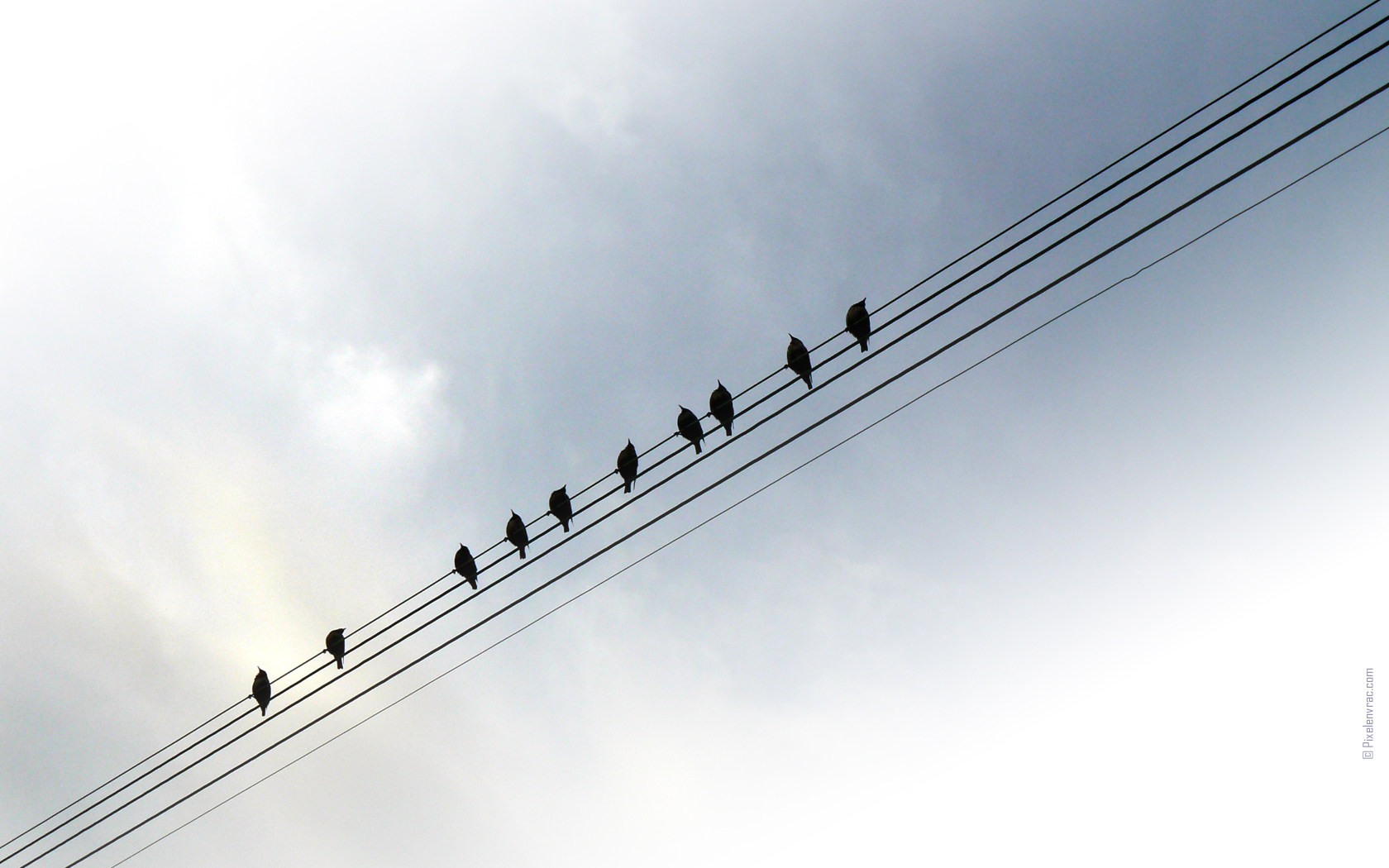 Oiseaux sur portée musicale