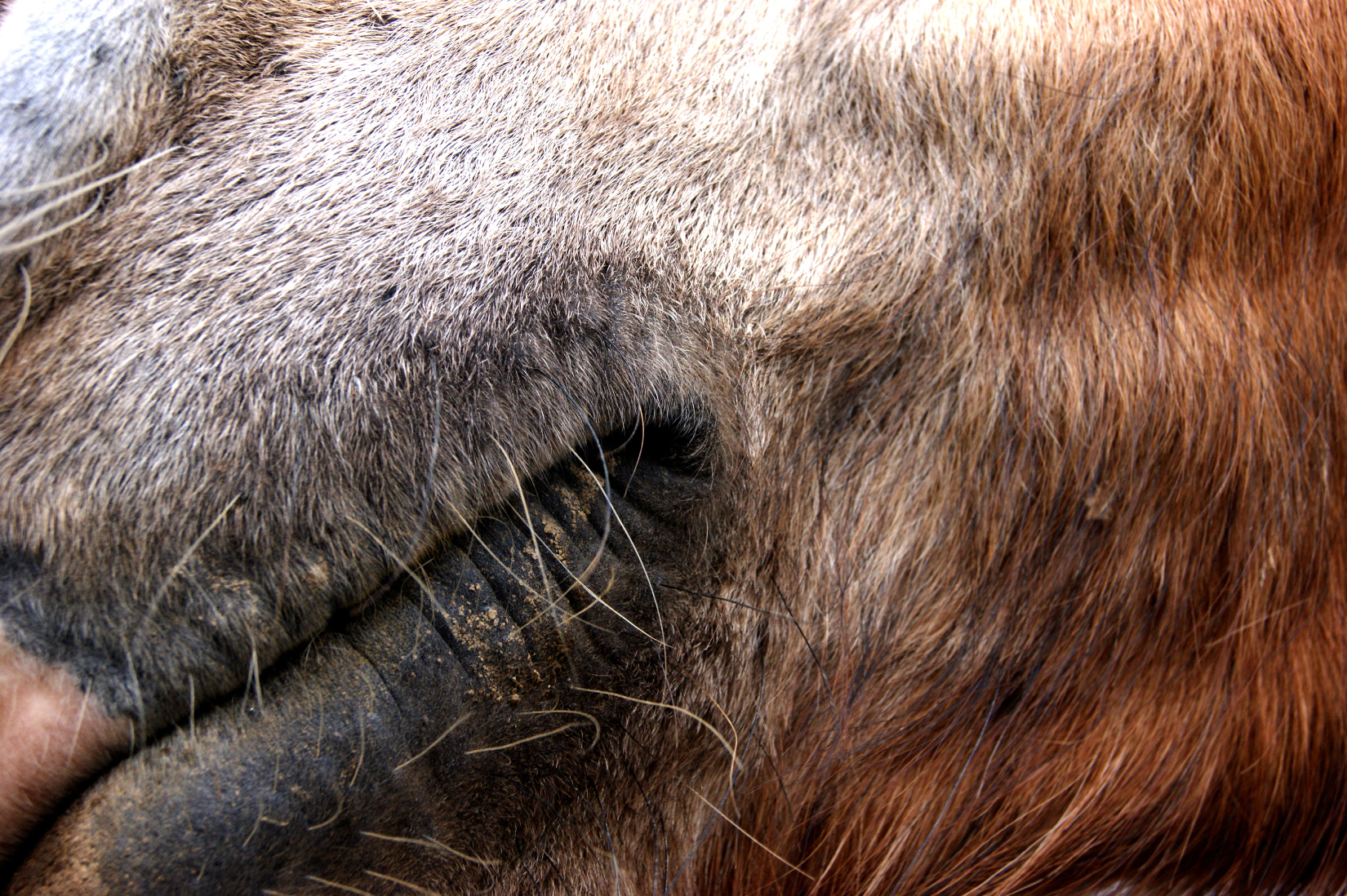 Sourire en coin du baudet