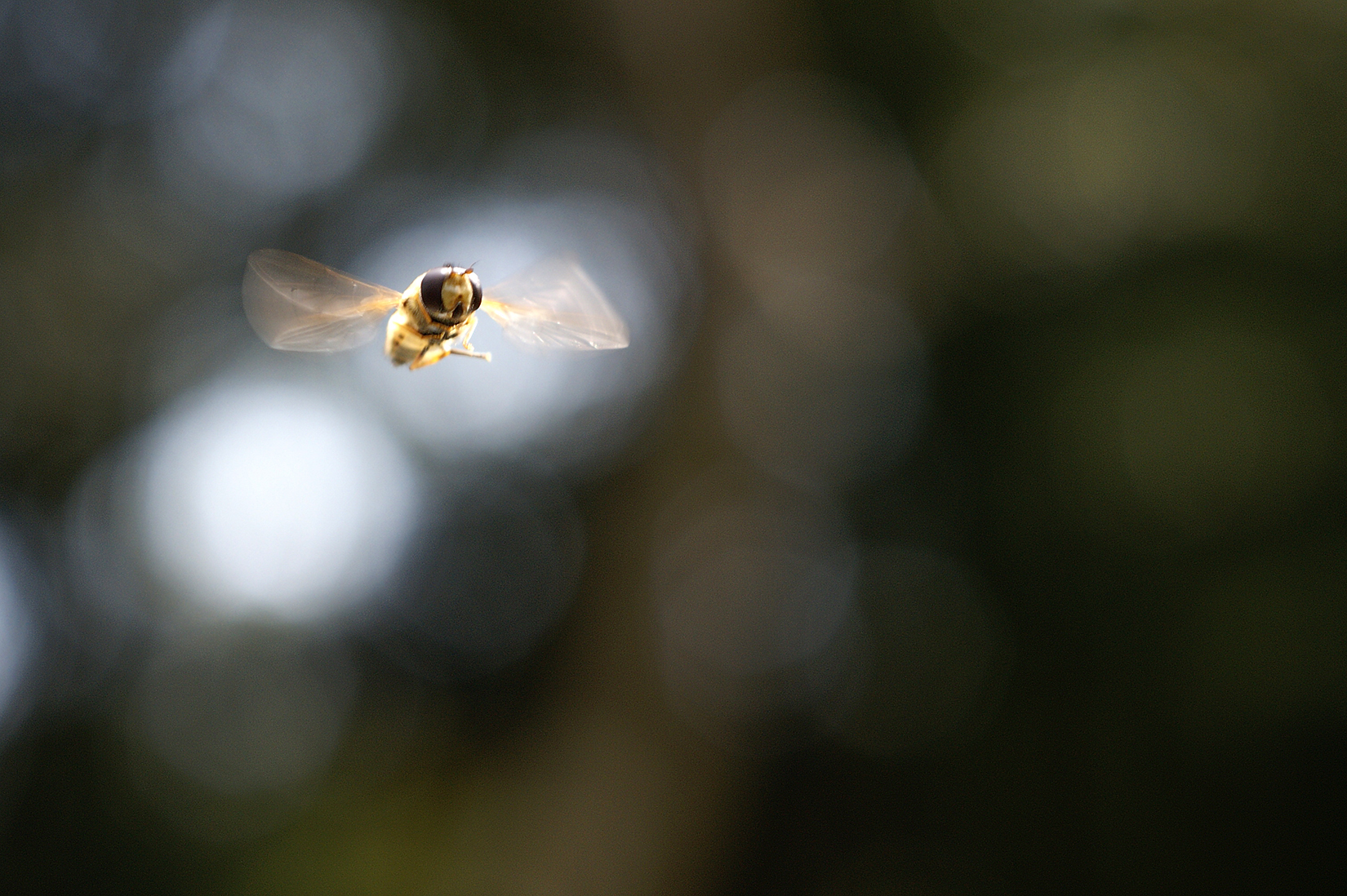 Le vol stationnaire du syrphe