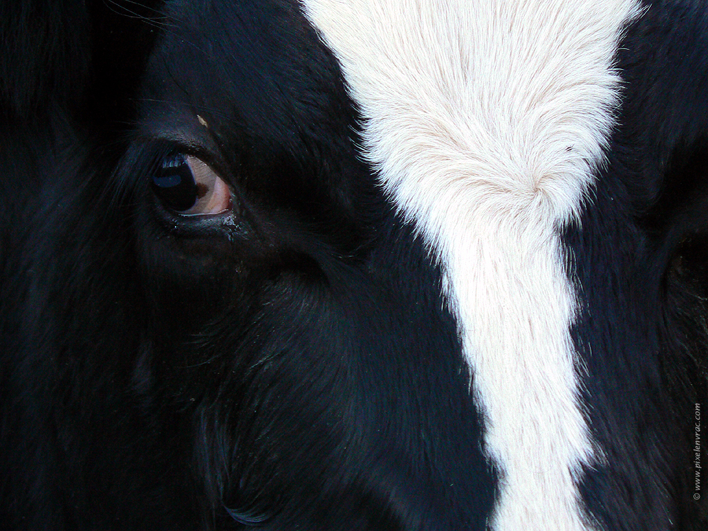 Le regard vache du bovidé