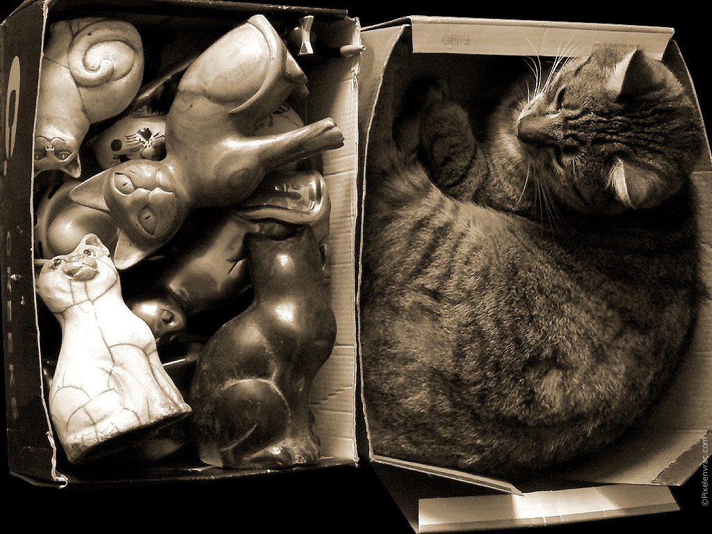 Chat et bibelots de chats