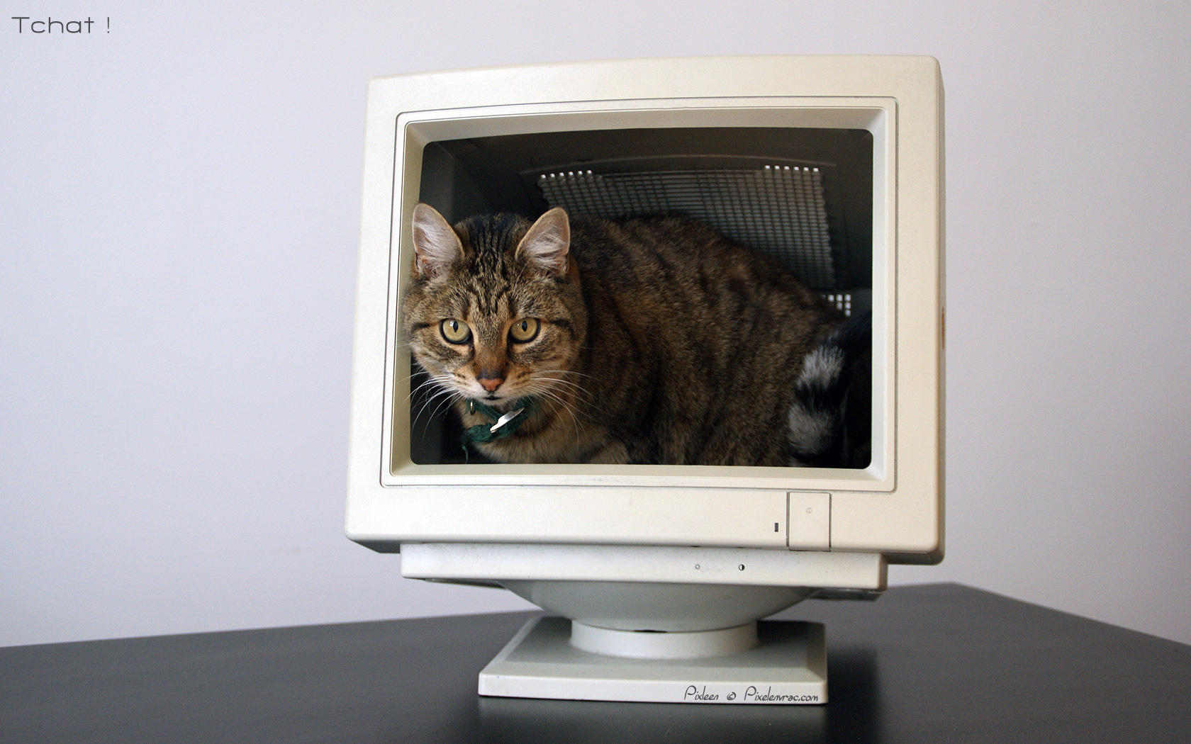 Chat dans PC