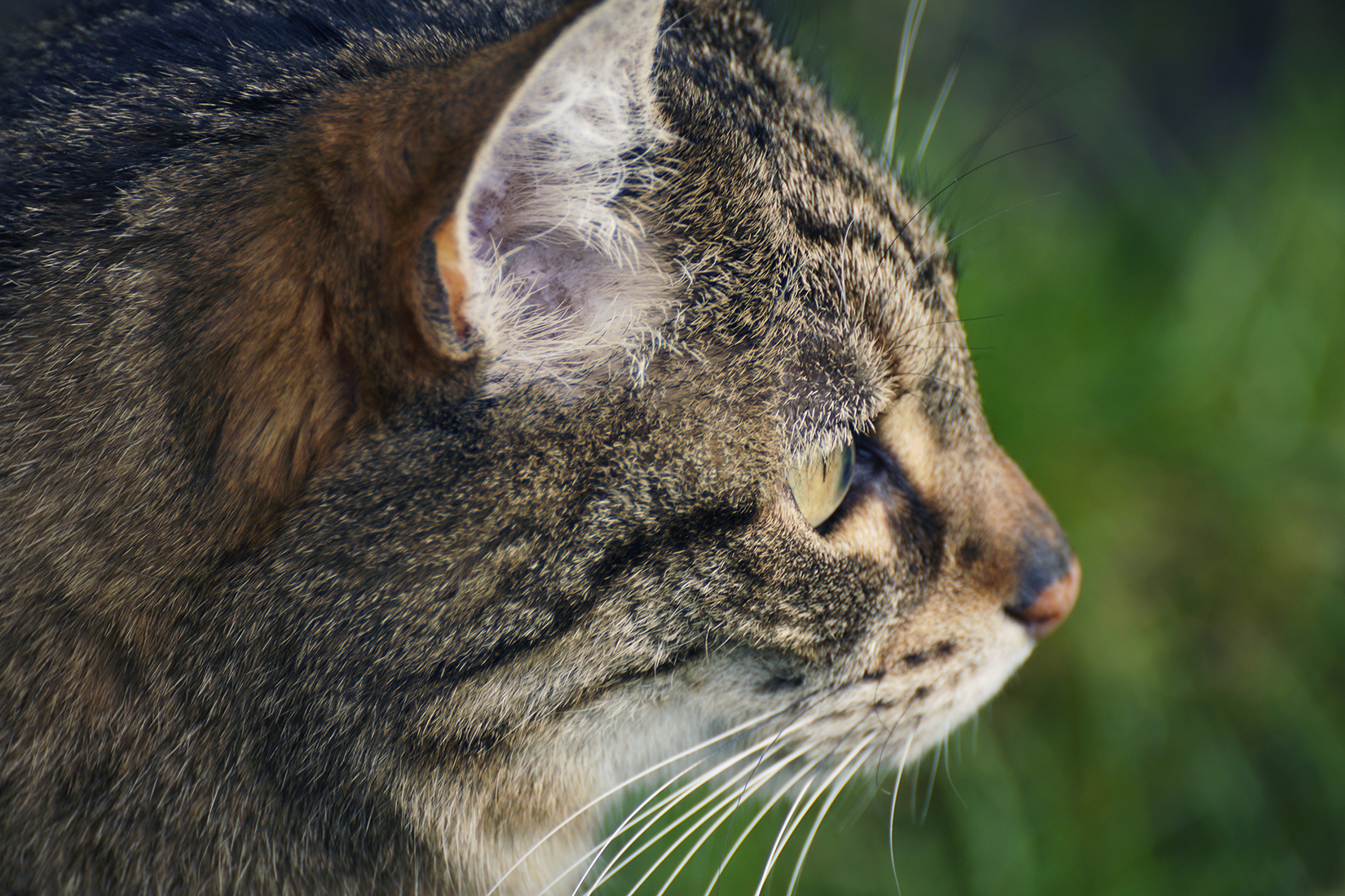 Chat de profil