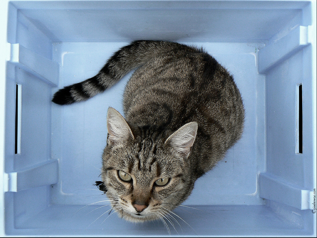 Chat en caisse