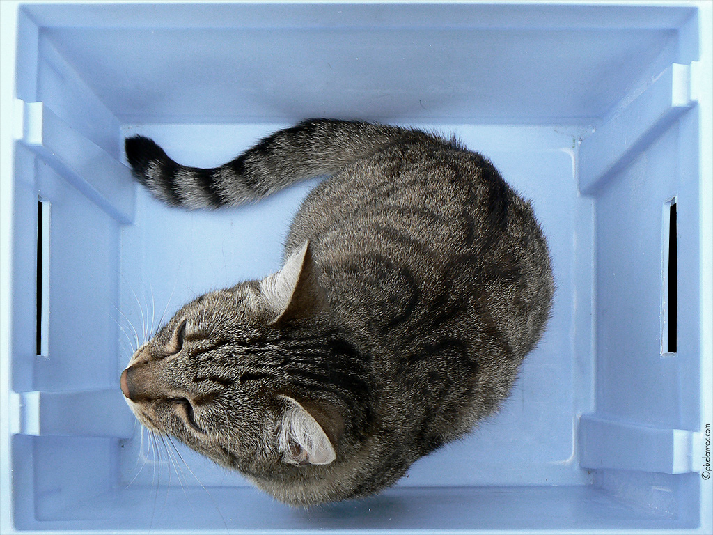Chat en caisse