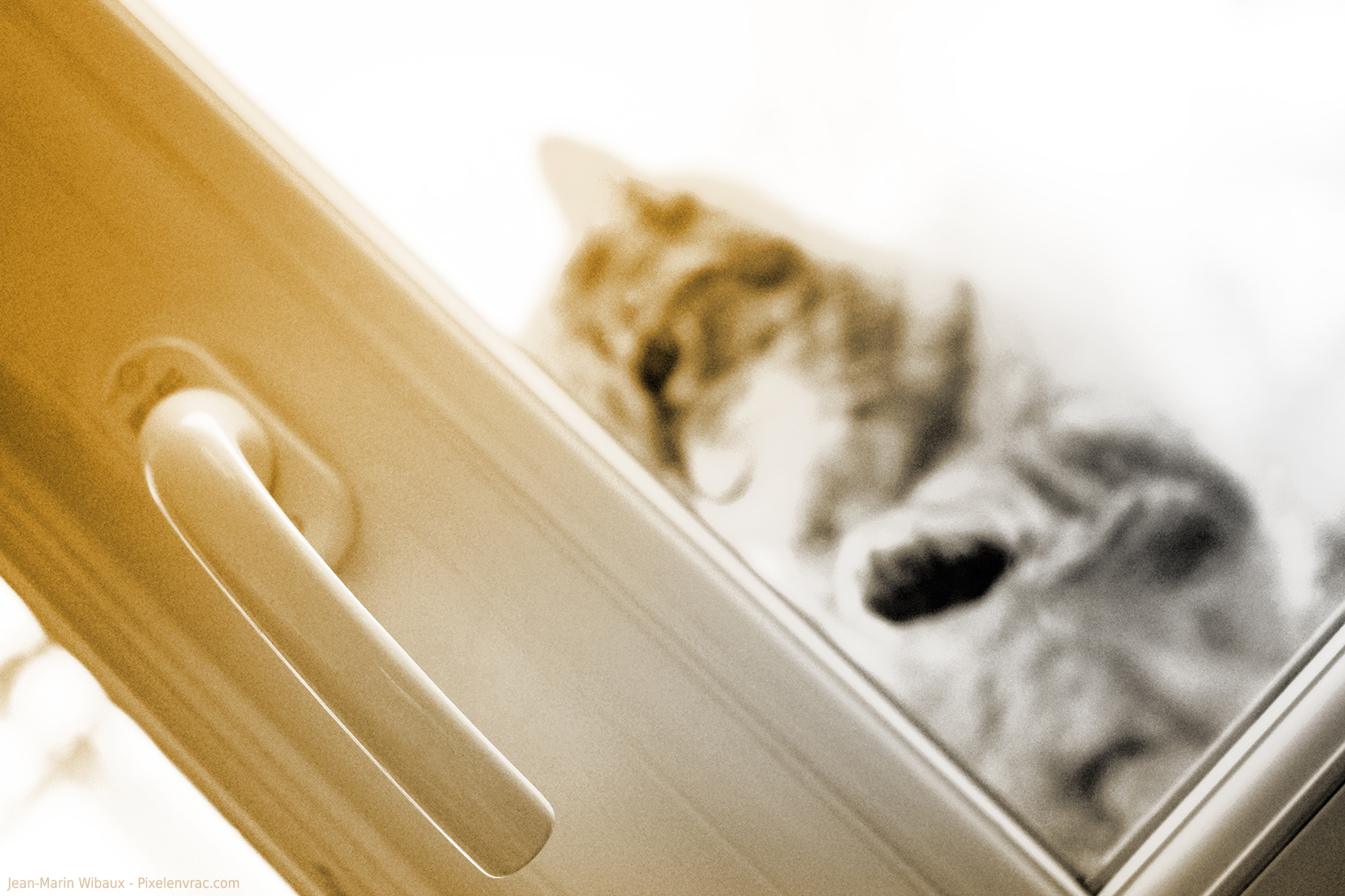 Chat qui veut rentrer