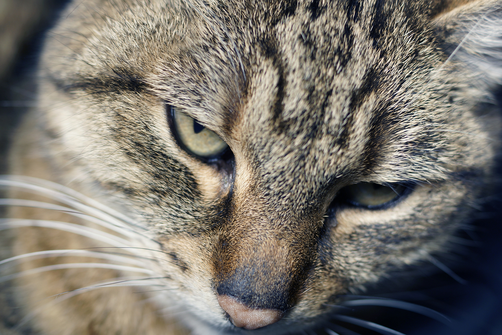 Regard de chat