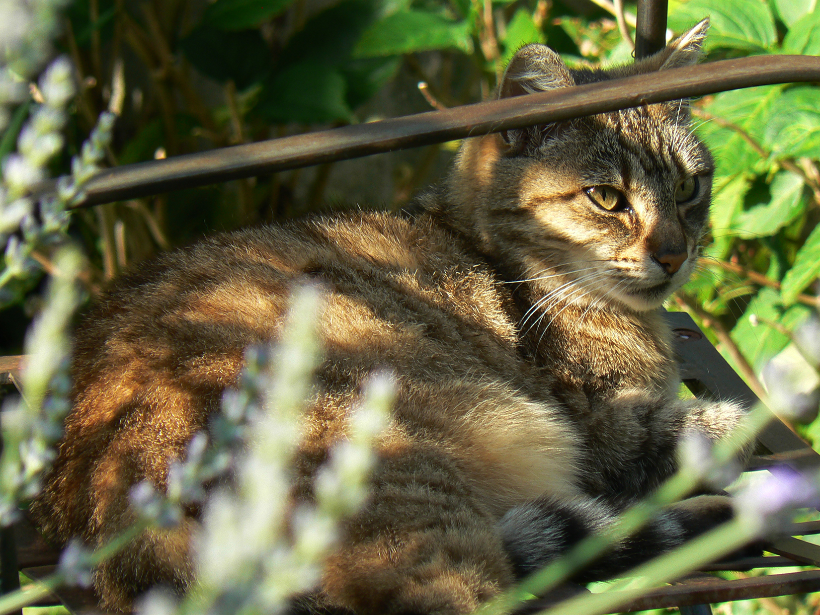 Chat sur chaise