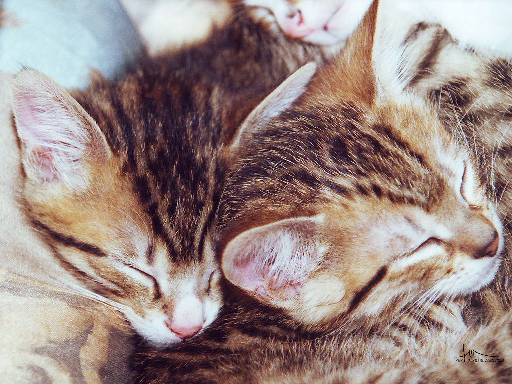 Une portée de chatons endormis