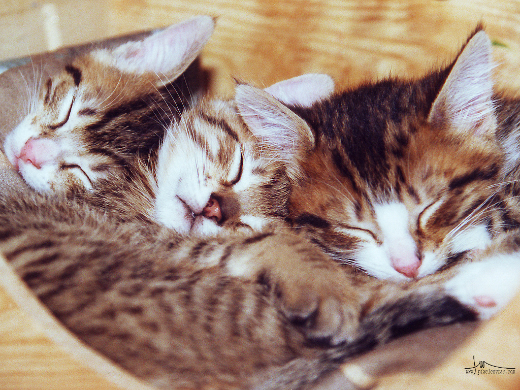 Une portée de chatons endormis