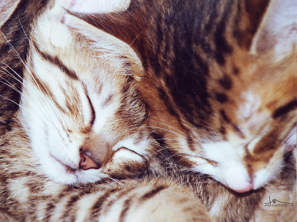 Une portée de chatons endormis