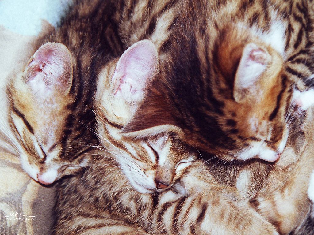 Une portée de chatons endormis