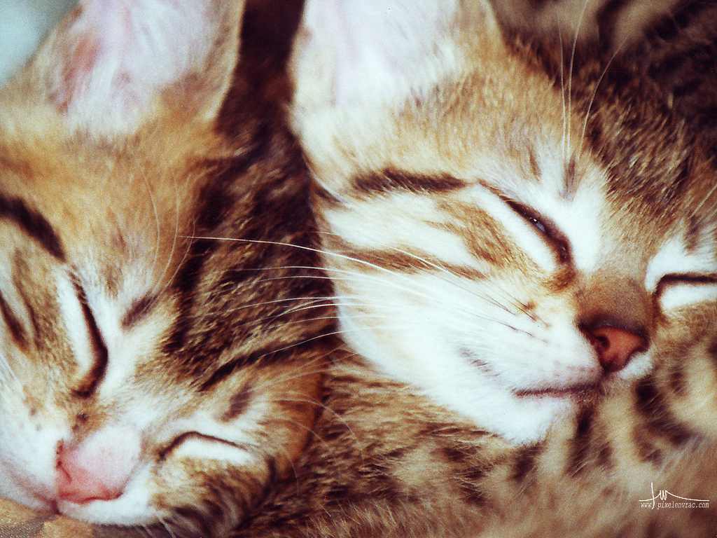 Une portée de chatons endormis