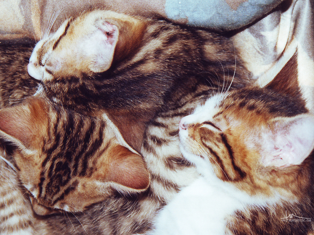 Une portée de chatons endormis