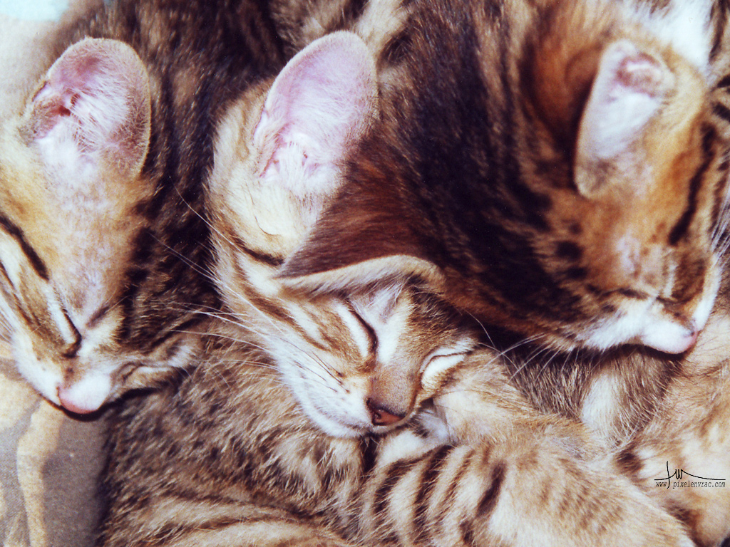 Une portée de chatons endormis