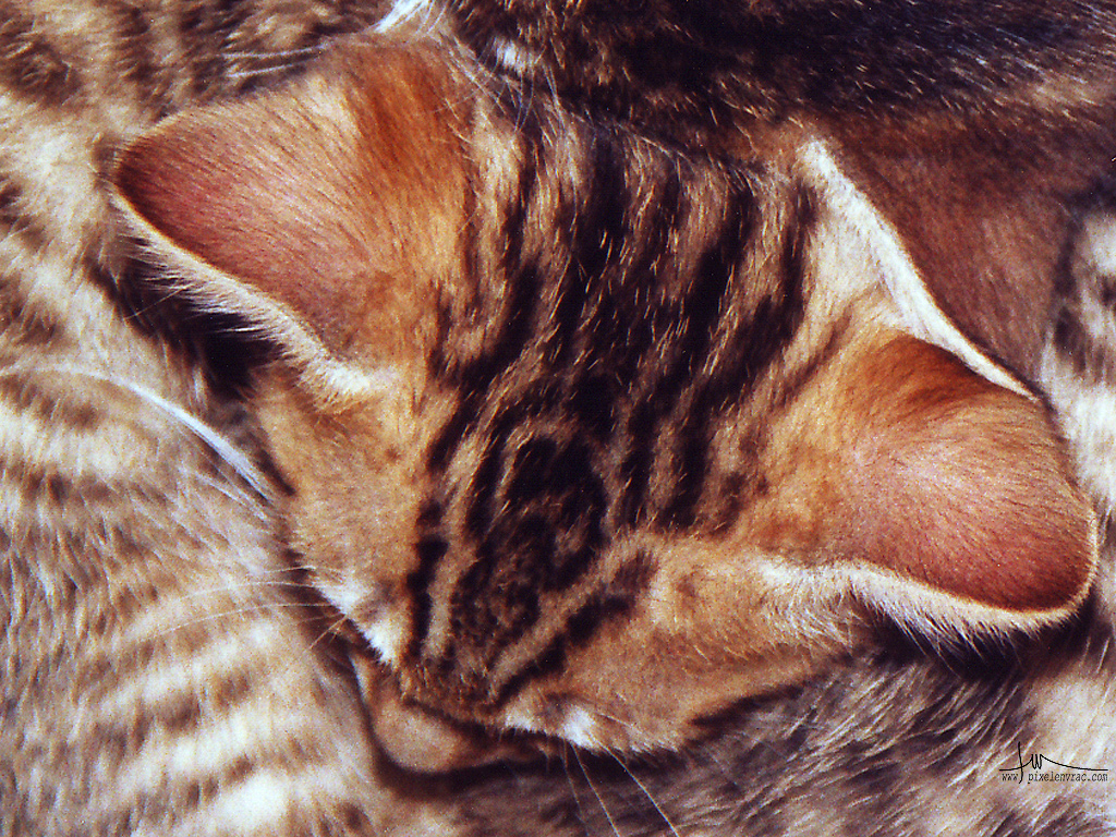 Une portée de chatons endormis