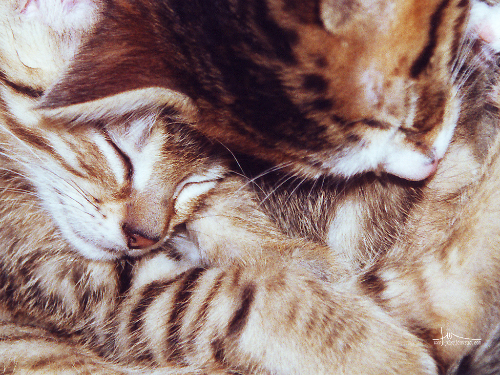 Une portée de chatons endormis