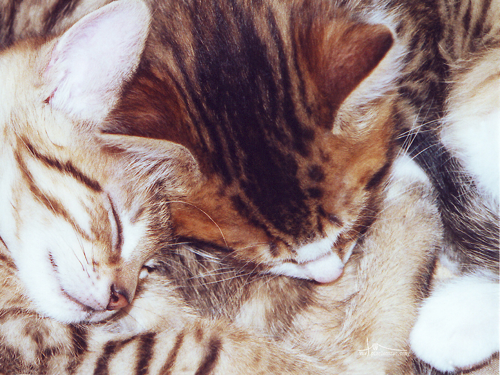 Une portée de chatons endormis