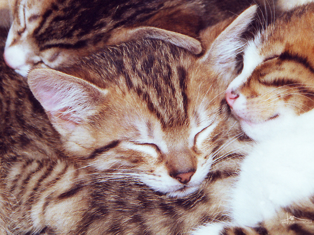 Une portée de chatons endormis