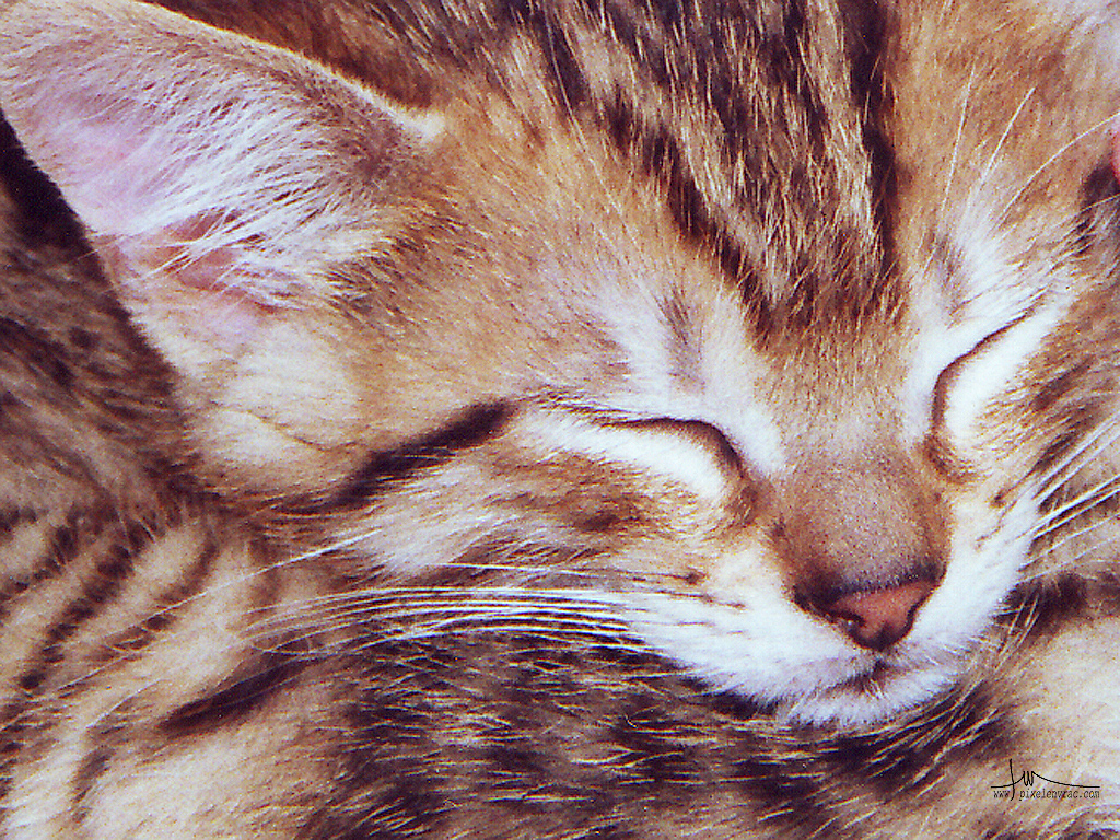 Une portée de chatons endormis