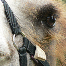 Photo d'animaux sous licence creative commons