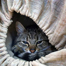 Photo de chats sous licence creative commons