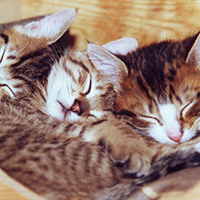 Photo de chatons sous licence Creative Commons