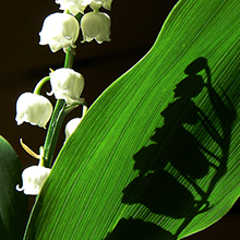 Photo de muguet sous licence creative commons