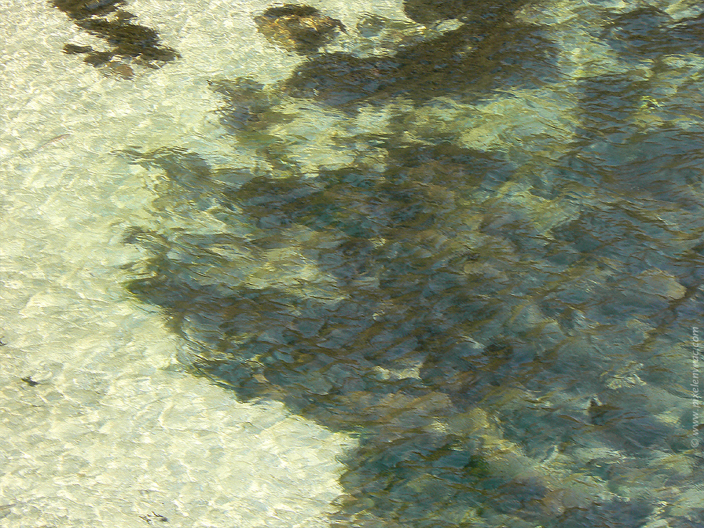 Eau de mer et algues