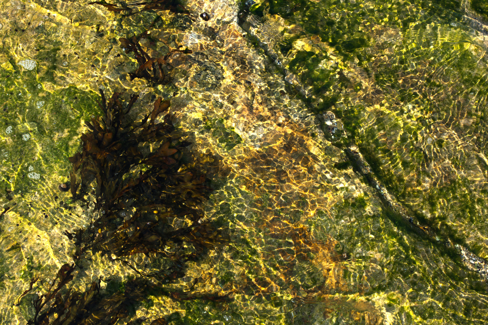 Eau et algues