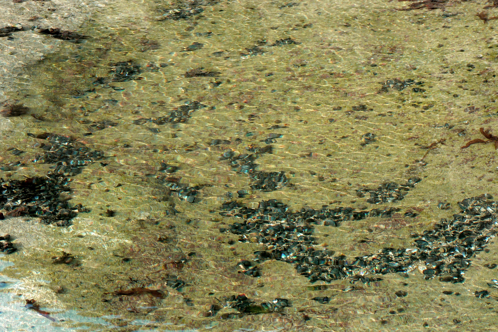 Eau sur moules