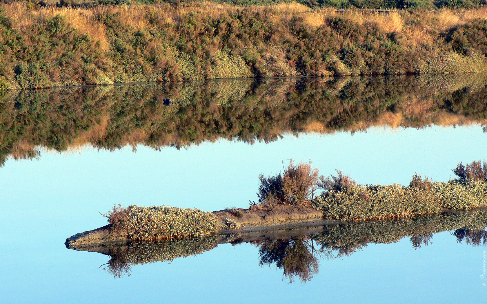 Reflet sur l'eau des marais