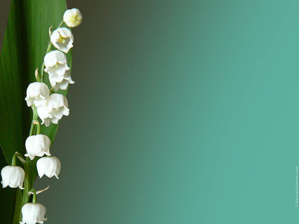 Muguet de la fête du travail