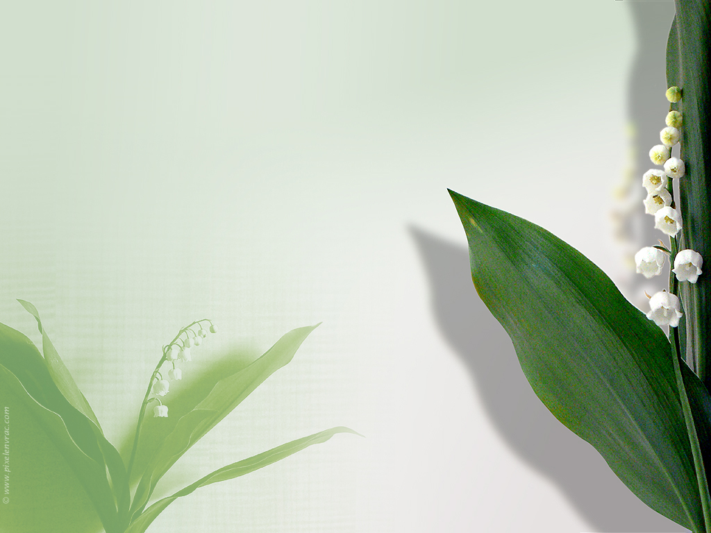 Muguet de mai