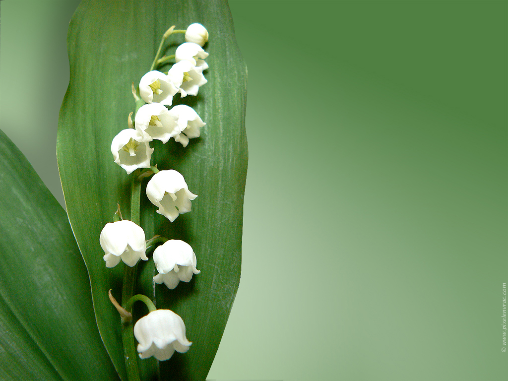 Fleur de fête du travail