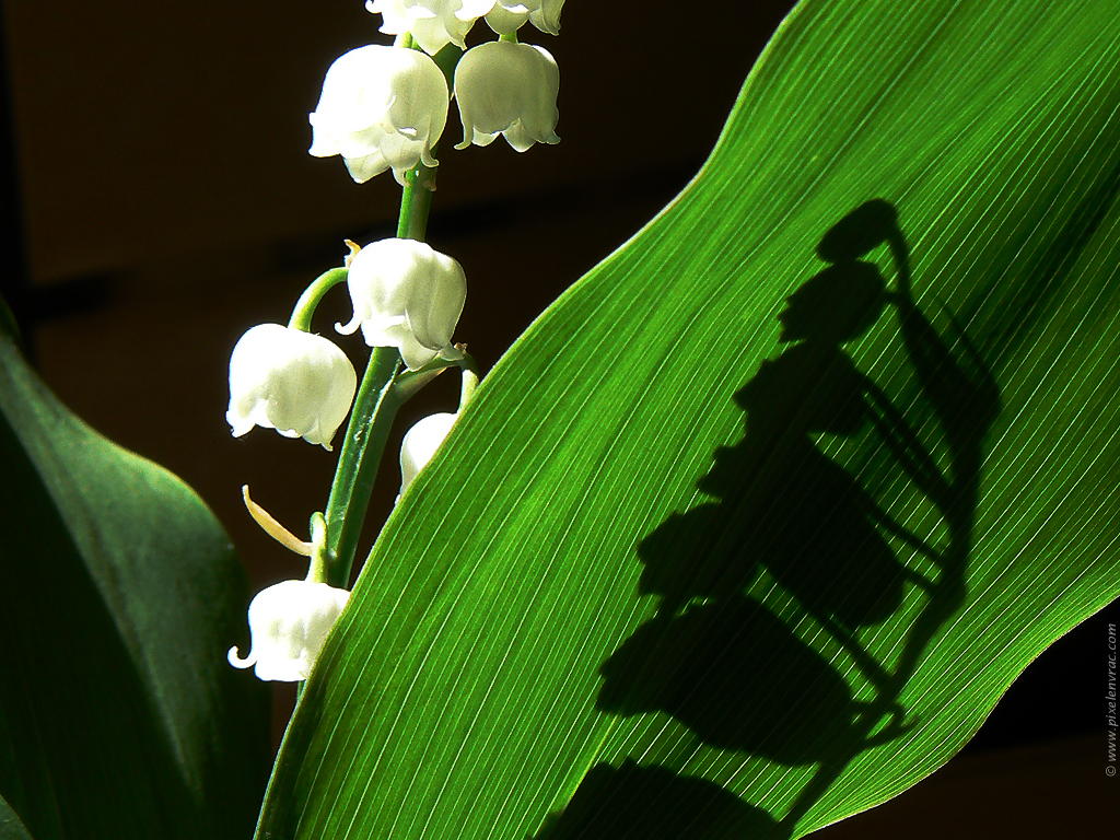 Ombre de muguet