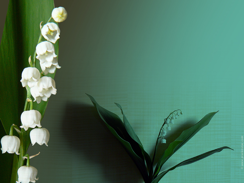 Fleur porte bonheur