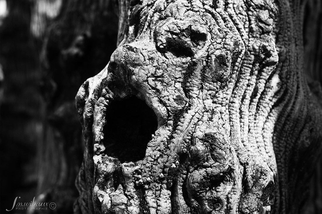 Portrait de bois noir et blanc de brise-lame de St-Malo : le Choriste des brumes
