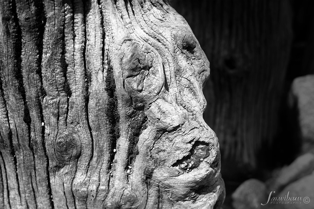 Portrait de bois de brise-lame de St-Malo en noir et blanc : le Parolier des mers