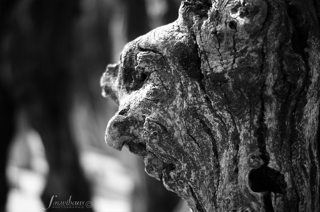 Portrait noir et blanc de brise-lame de St-Malo : le Perroquet des flots